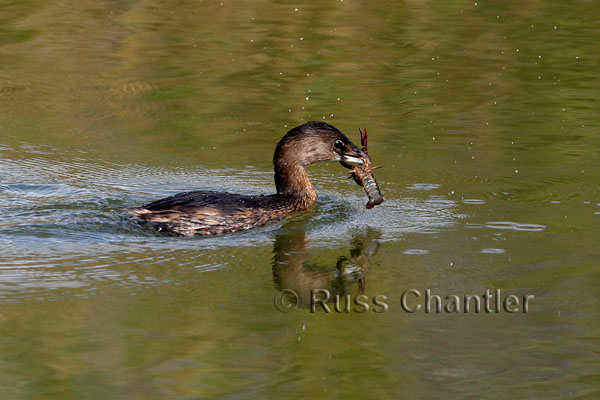 Pied-billed Grebe © Russ Chantler